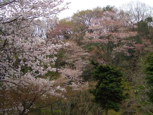 生田緑地観察会 植物 06 4 2