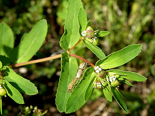 �����˥�������