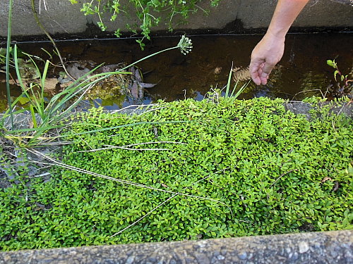 �ĥ�ޥ�ͥ󥰥������Ф��Ƥ��ޤ���