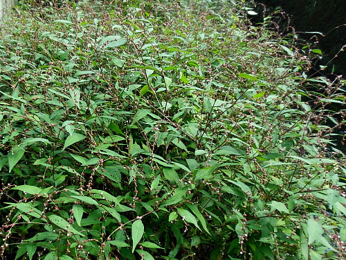 �ܥ�ȥ�����