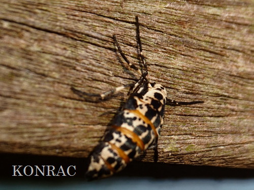 �`���o�l�t���G�_�V���N