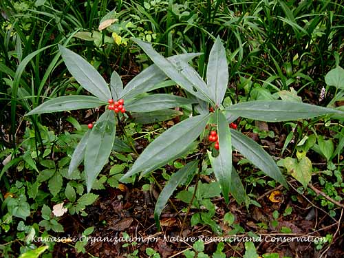 �J���^�`�o�i