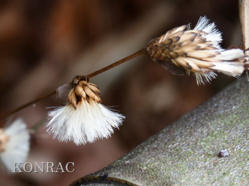 �J�V���o�n�O�}