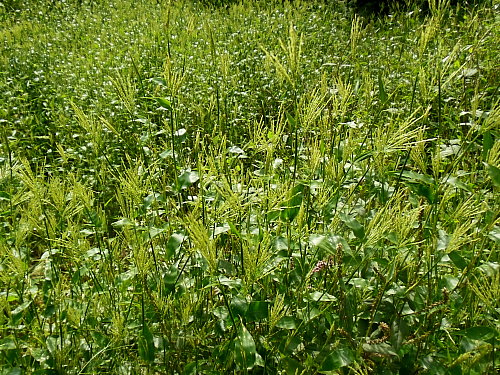 ���֥ʥ���