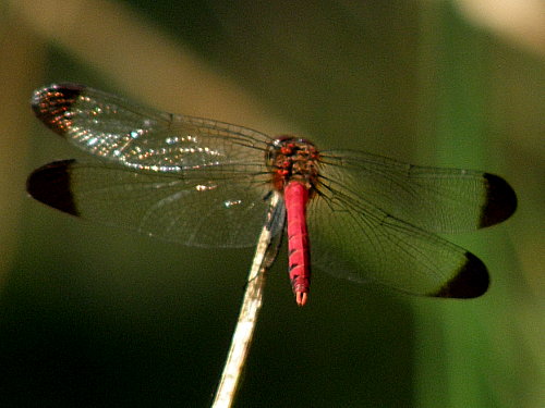 ���Υ���ȥ��