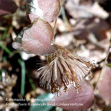 �R�E���{�E�L��