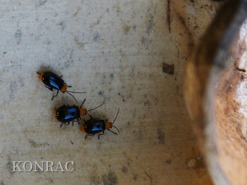 �N���E���n���V