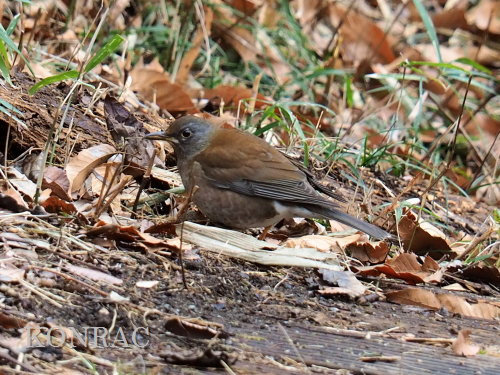 �V���n��