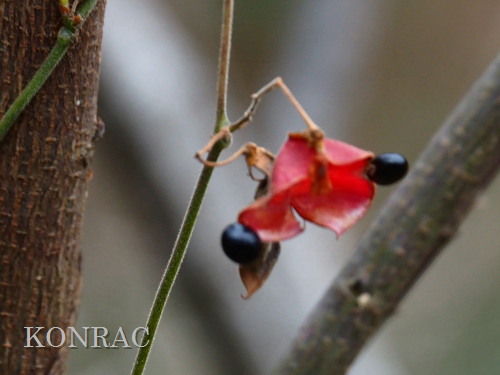 �g�L���}��