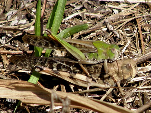 �ȥΥ��ޥХå�